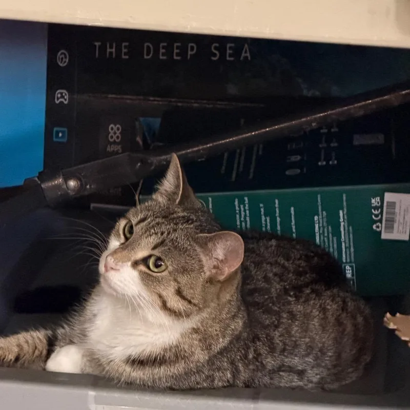 An adult medium-sized female Domestic Short Hair cat named Wendy for adoption in Aldie, VA