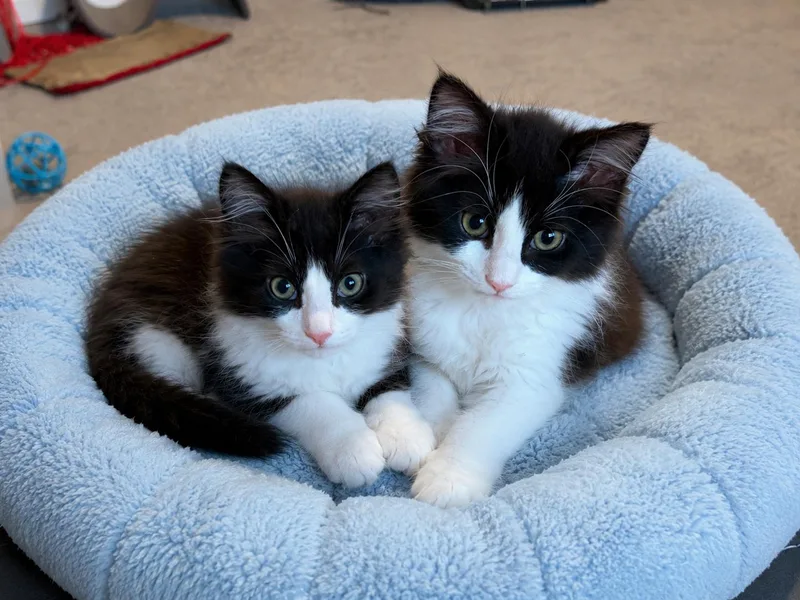 A baby medium-sized female Domestic Medium Hair cat named Janetand Chris Bonded Siblings for adoption in Hillsboro, OR