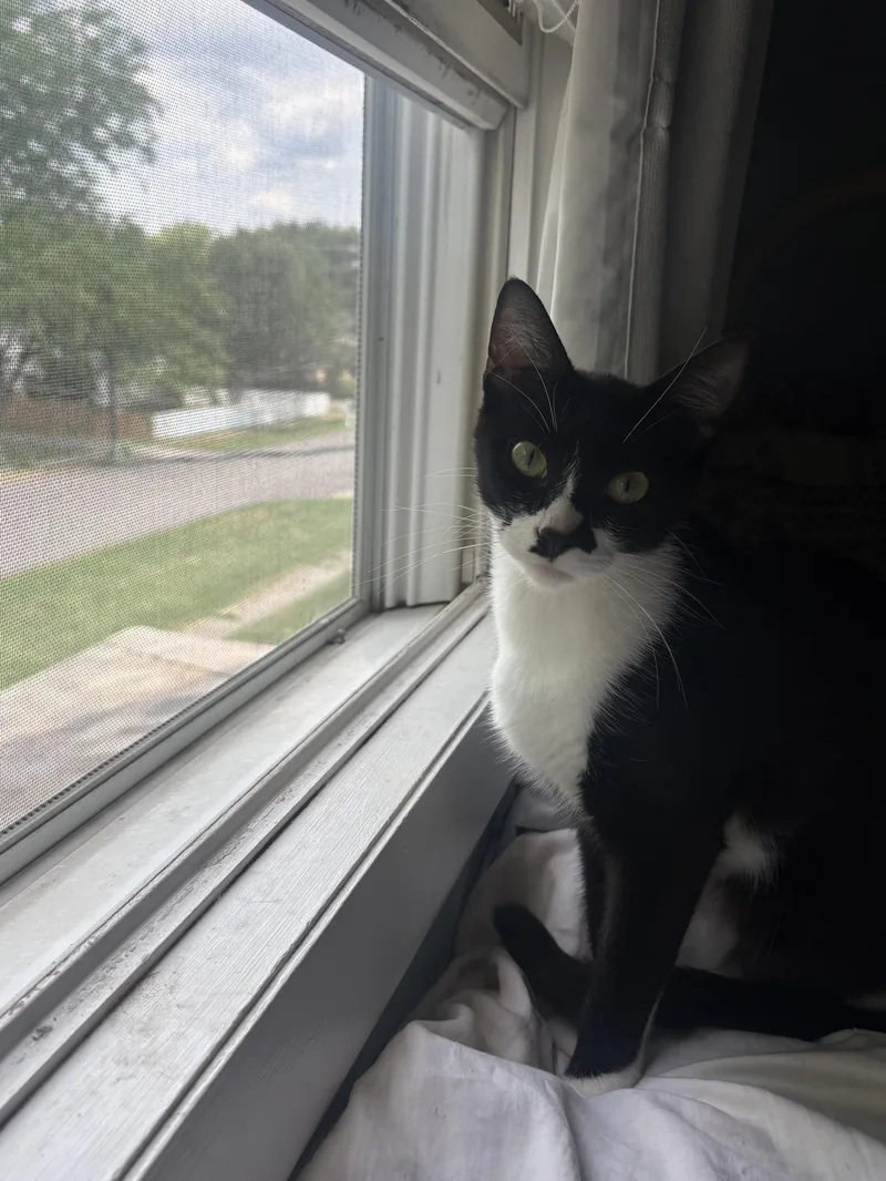 A baby small-sized female Black Domestic Short Hair cat named Missy for adoption in Belvidere, IL