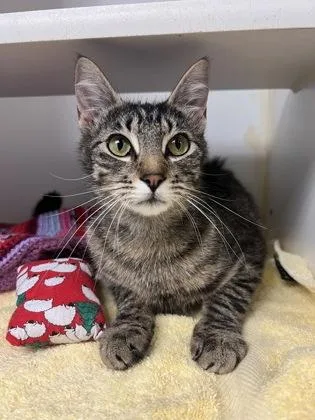 A young medium-sized female Tabby (Brown / Chocolate) Domestic Short Hair cat named Artemis for adoption in Bellingham, WA
