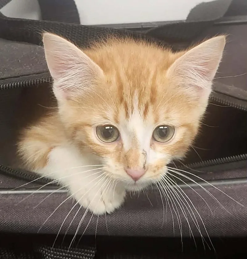 A baby medium-sized male Domestic Short Hair cat named Byte for adoption in Republic, MO