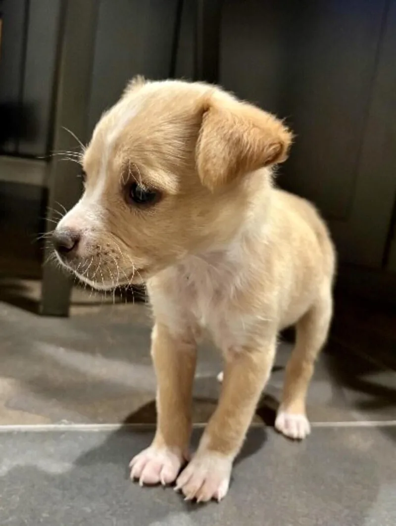 A baby small-sized female Yellow / Tan / Blond / Fawn Mixed Breed dog named Delilah  Country Litter for adoption in Anthem, AZ