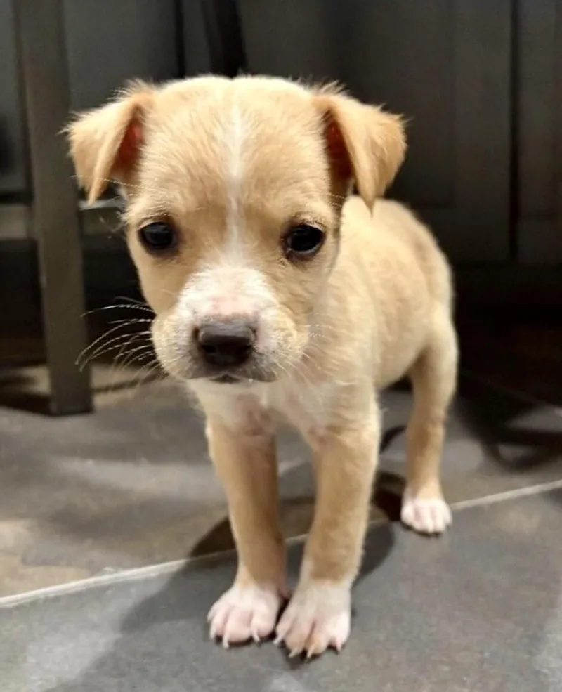 Delilah  Country Litter thumbnail 4