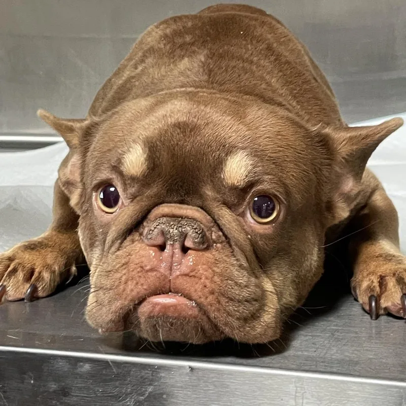 An adult small-sized female Brown / Chocolate French Bulldog dog named Cerise for adoption in Los Angeles, CA