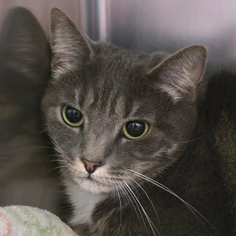 An adult medium-sized female Gray / Blue / Silver Domestic Short Hair cat named Minnie Mouse for adoption in Gloucester, VA