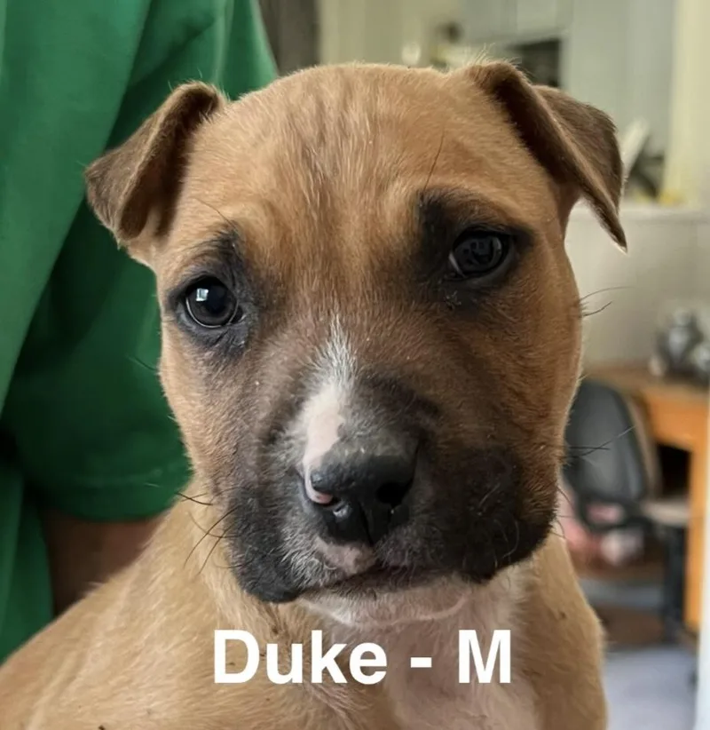 Duke