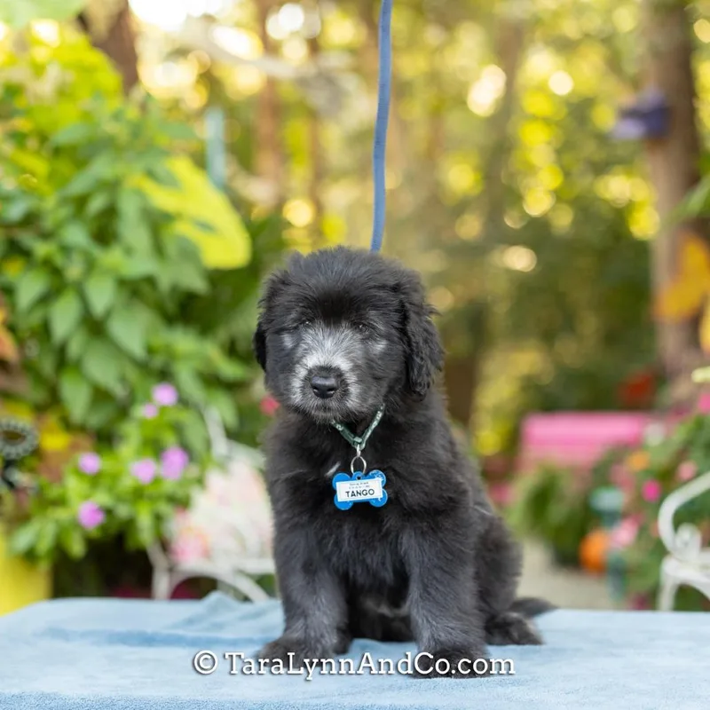 A baby medium-sized male Black Poodle dog named Tango for adoption in Wake Forest, NC