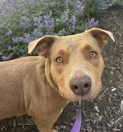 An adult large-sized female Yellow / Tan / Blond / Fawn Mixed Breed dog named Annie for adoption in Kansas City, MO