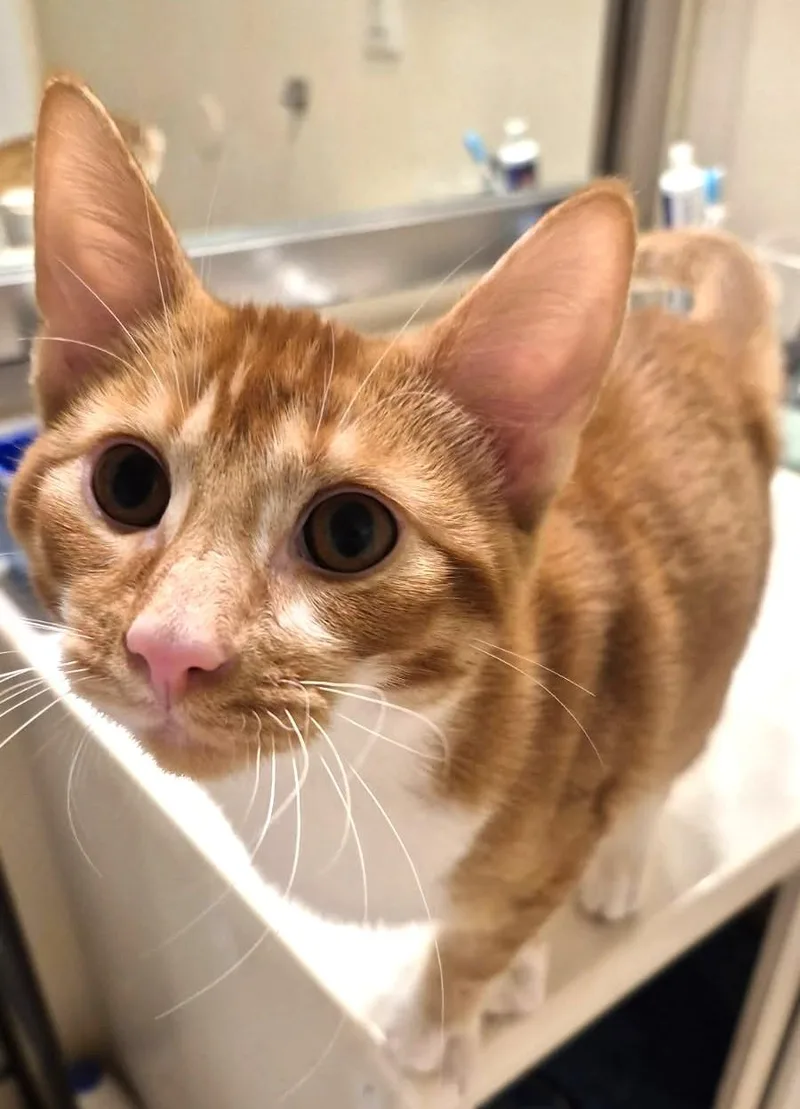 A baby large-sized male Orange & White American Shorthair cat named Eddie for adoption in Ypsilanti, MI