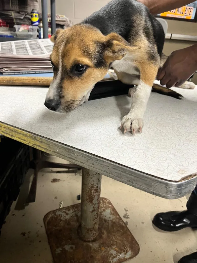 A baby medium-sized male Terrier dog named Trent for adoption in Hopkinsville, KY