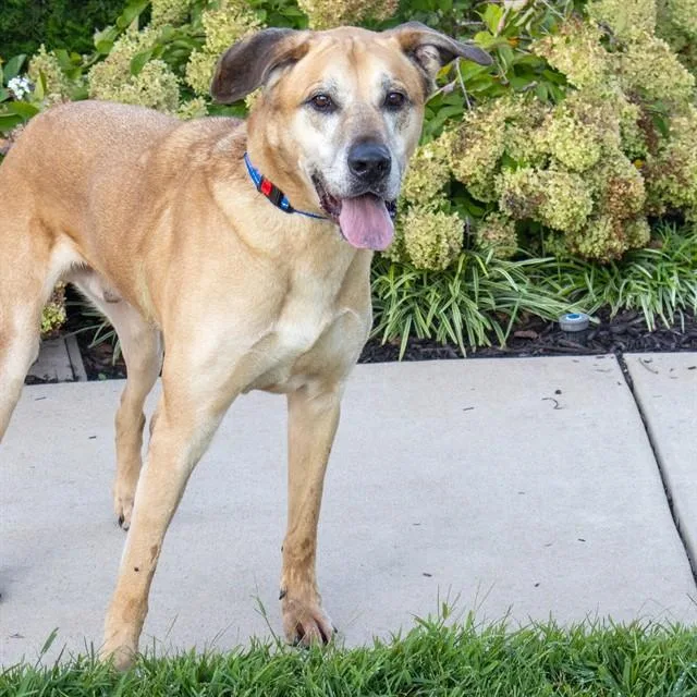 An adult extra large-sized male Anatolian Shepherd dog named Mauri for adoption in St. Louis, MO