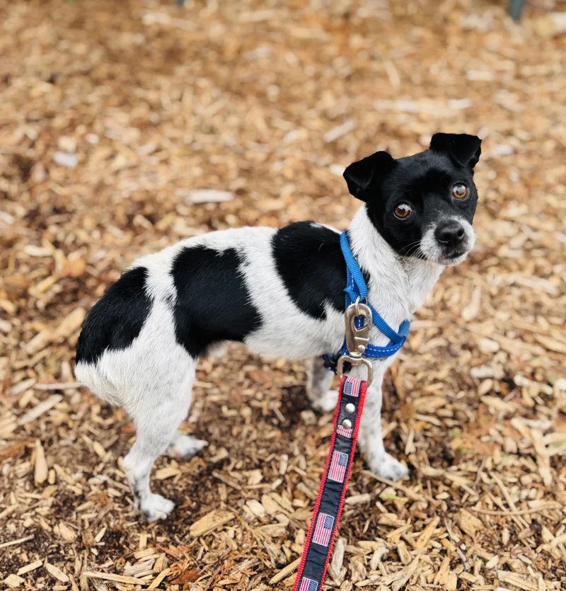 A young small-sized male White / Cream Chihuahua dog named Checkers for adoption in lynnwood , WA
