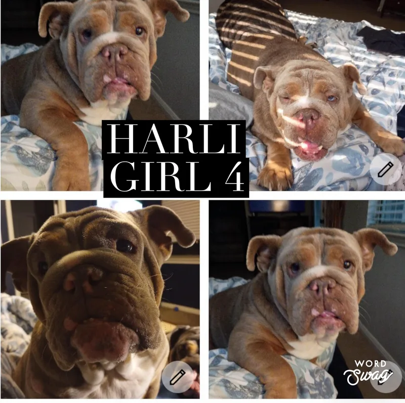 Harli thumbnail 5