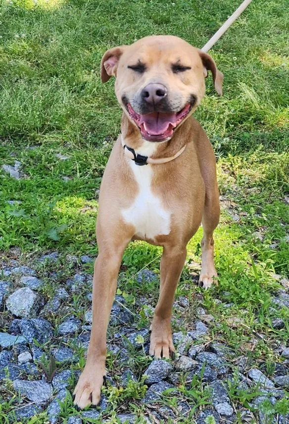 An adult large-sized female Pit Bull Terrier dog named Aurora for adoption in Wetumpka, AL