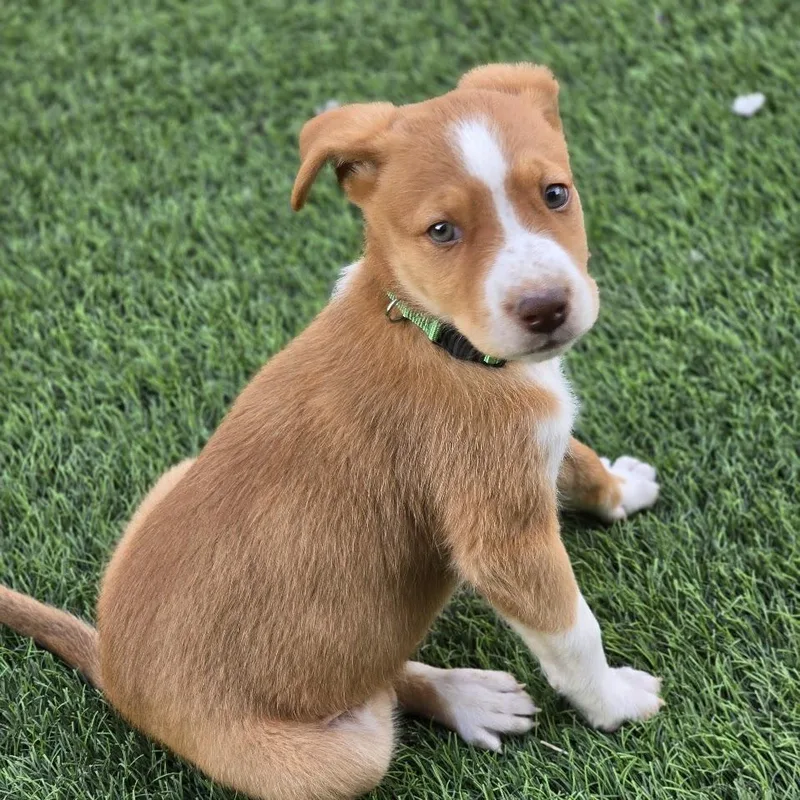 A baby small-sized male Terrier dog named Arthur for adoption in Snyder, TX