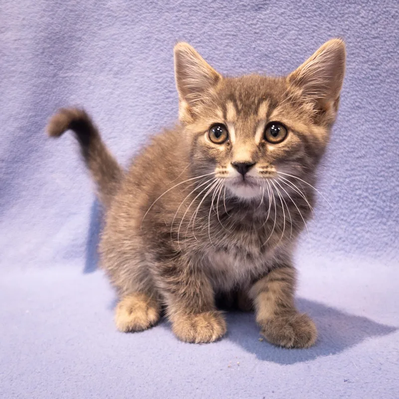 A baby medium-sized female Tabby (Gray / Blue / Silver) Domestic Short Hair cat named ZaZa for adoption in Overland Park, KS