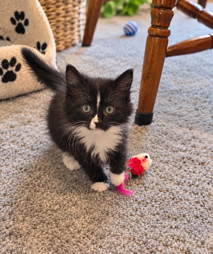 A baby medium-sized female Black & White / Tuxedo Tuxedo cat named Flower for adoption in Avondale, PA