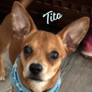 A baby small-sized male Chihuahua dog named Tito Trailertrashnomore for adoption in Houston, TX