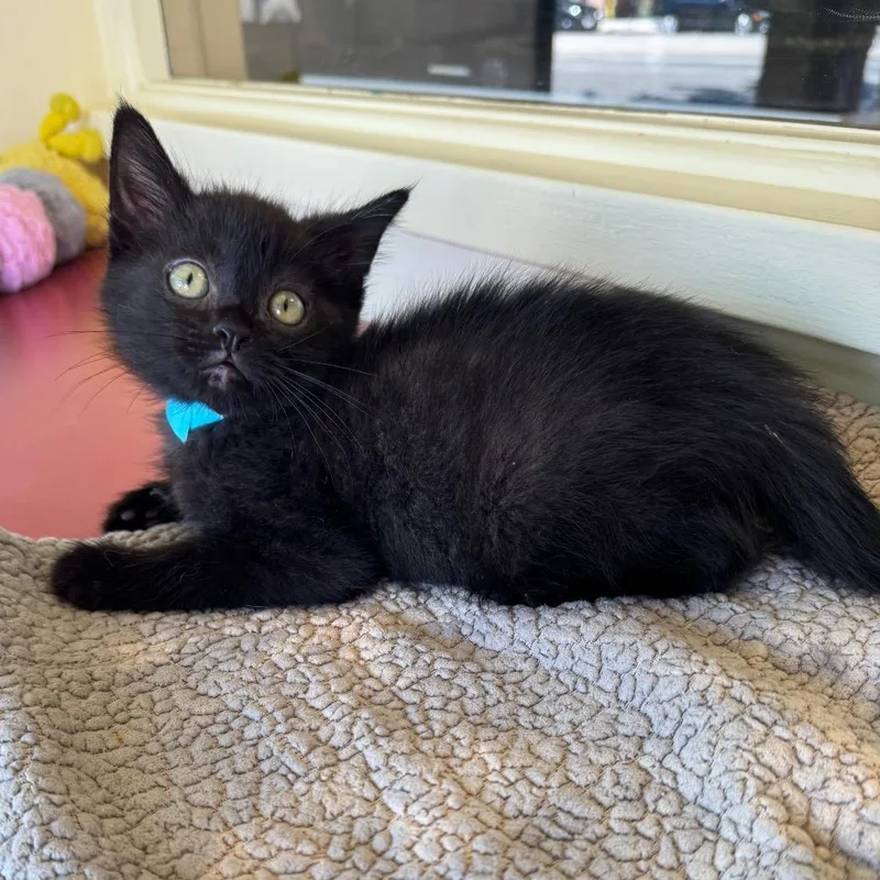 A baby small-sized male Black Domestic Medium Hair cat named Dario for adoption in Los Angeles, CA