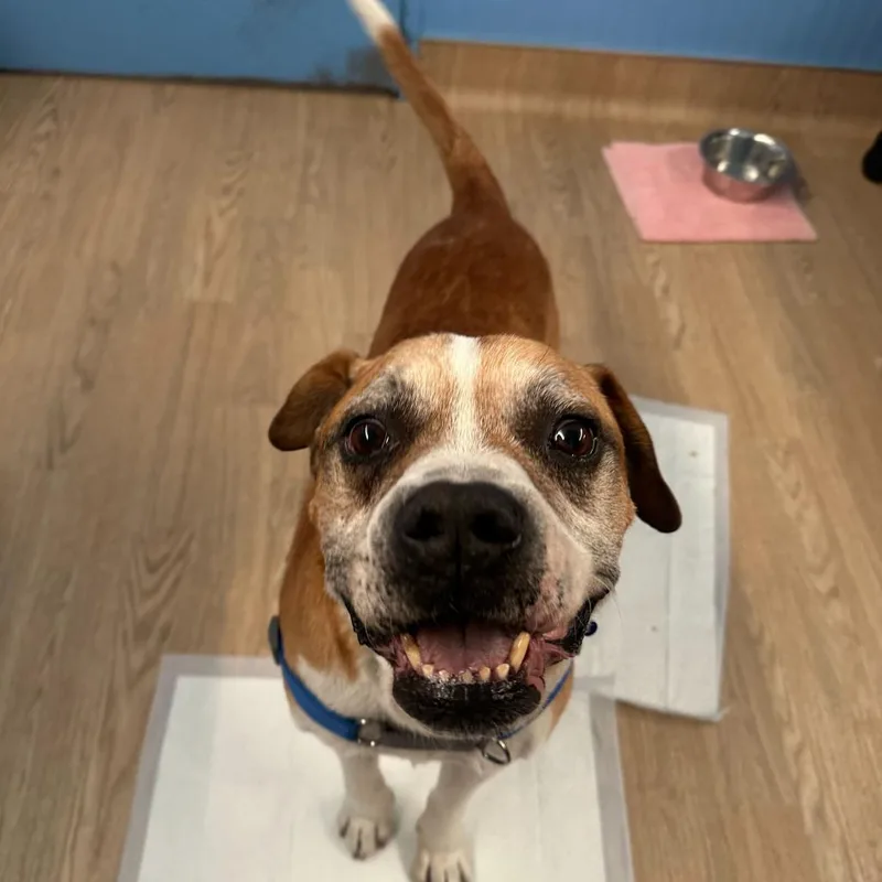 A senior medium-sized male Yellow / Tan / Blond / Fawn Boxer dog named Honcho for adoption in San Francisco, CA
