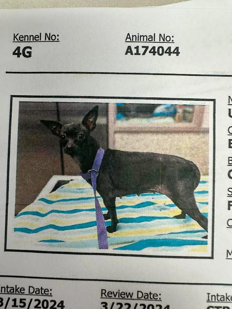 An adult small-sized female Chihuahua dog named Cricket for adoption in Brookings, OR