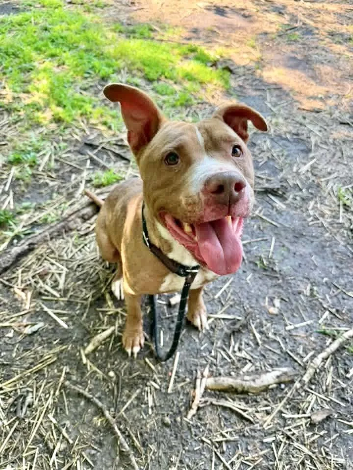 An adult medium-sized female Brown / Chocolate Pit Bull Terrier dog named Henny for adoption in Chicago, IL