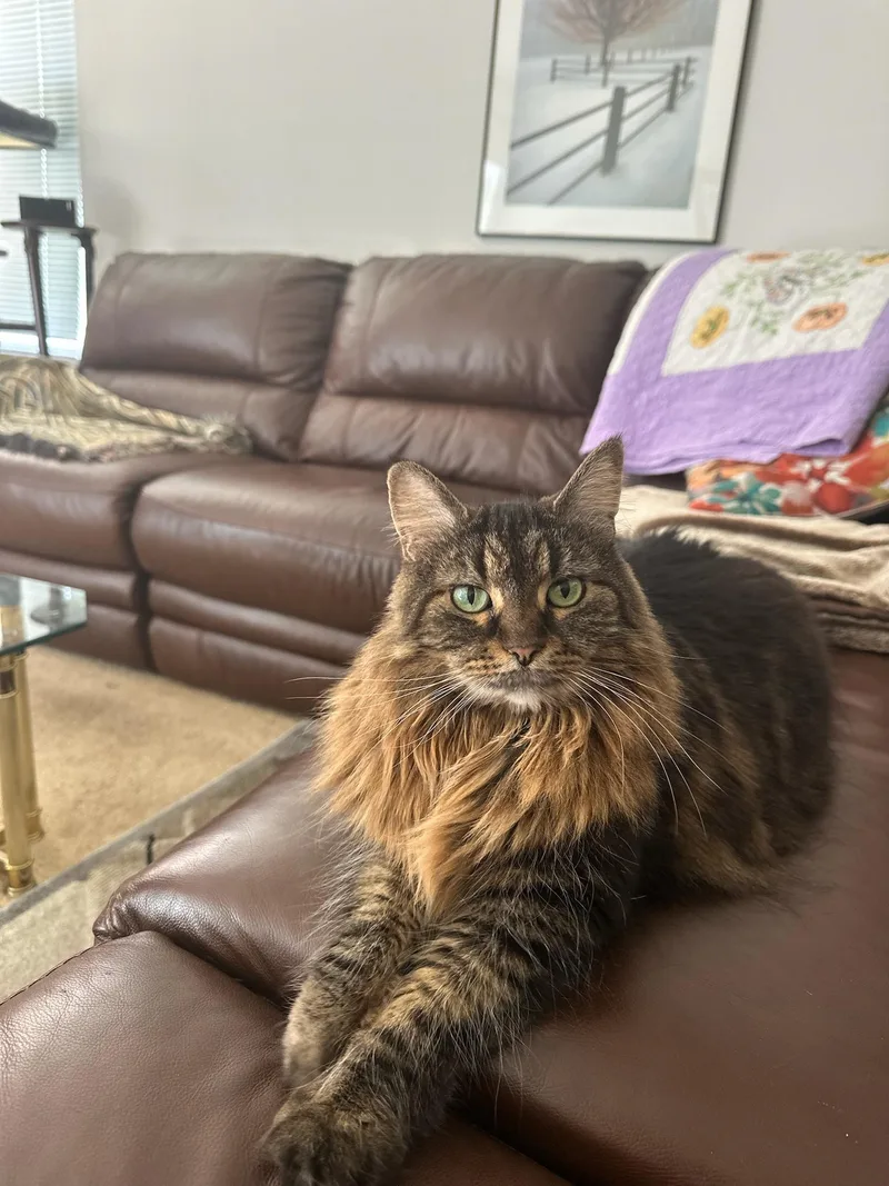 An adult large-sized female Black & White / Tuxedo Norwegian Forest Cat cat named Juliette for adoption in Huntley, IL