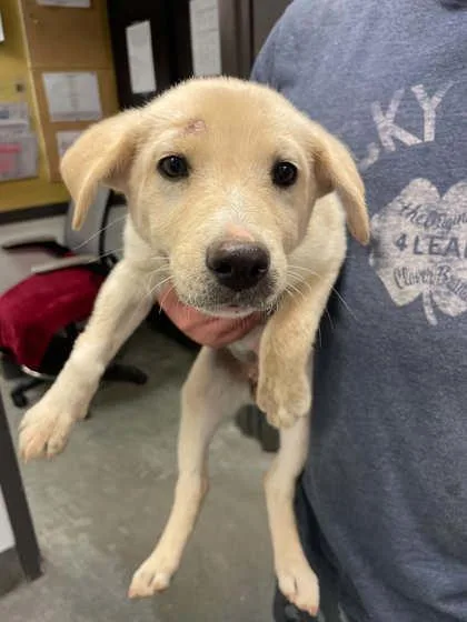A young small-sized female Labrador Retriever dog named Toffee for adoption in Bowling Green, KY