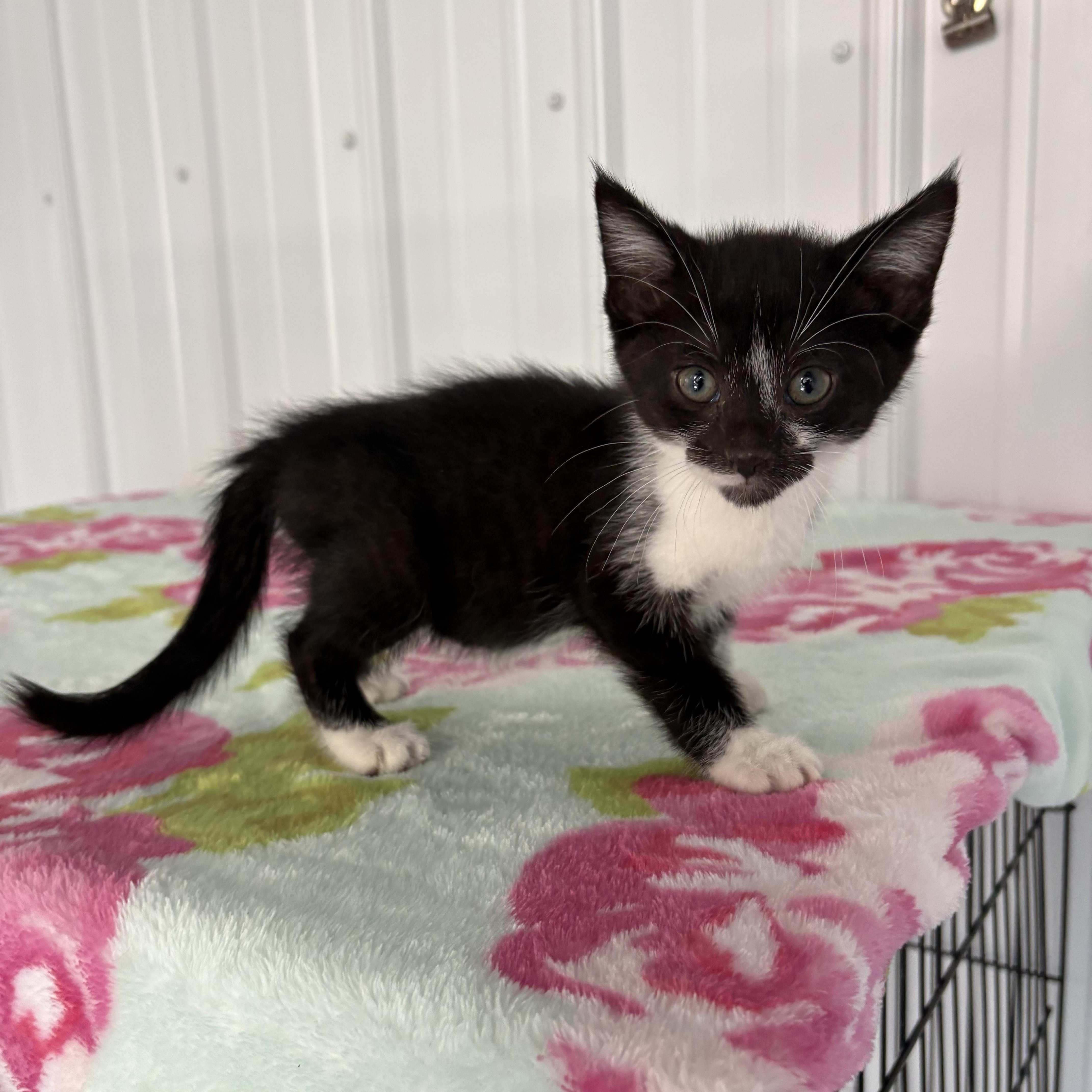 A baby medium-sized male American Shorthair cat named Balogun for adoption in Big Rapids, MI