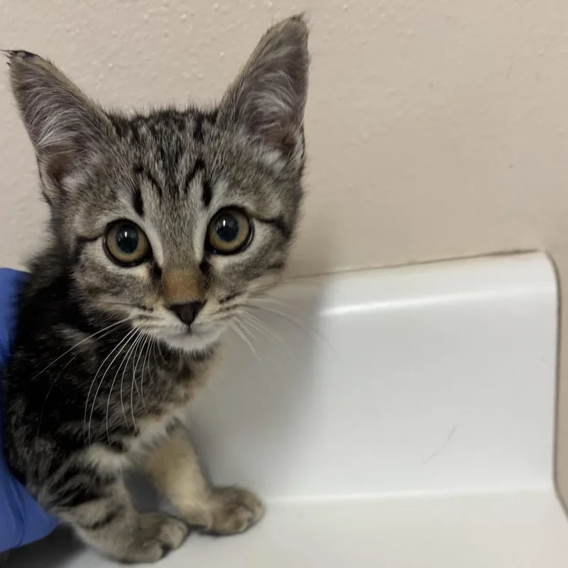 A baby small-sized male Brown / Chocolate Domestic Short Hair cat named Husky for adoption in Kanab, UT