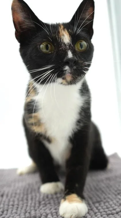 An adult medium-sized female Domestic Short Hair cat named Marcy for adoption in Bowling Green, KY