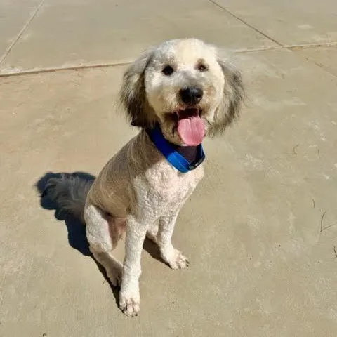 A young medium-sized male Goldendoodle dog named Nigel for adoption in Los Angeles, CA