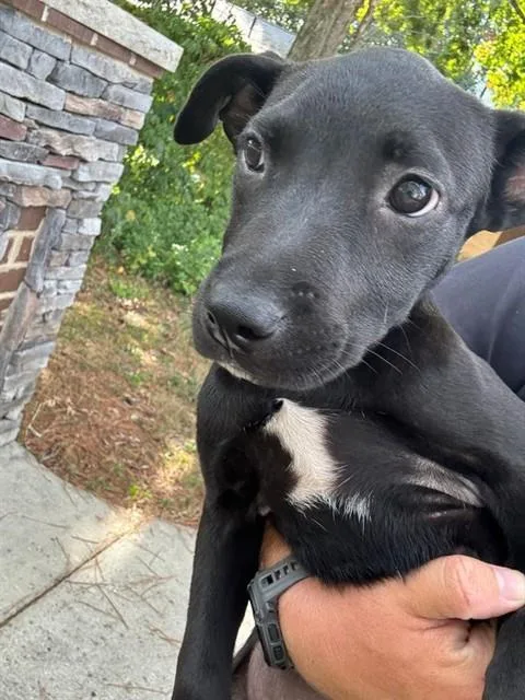 A baby small-sized female Labrador Retriever dog named Heidi for adoption in Huntsville, AL