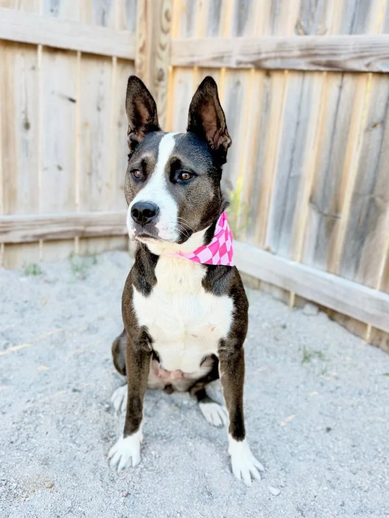A young medium-sized female Mixed Breed dog named Luna for adoption in Muskegon, MI