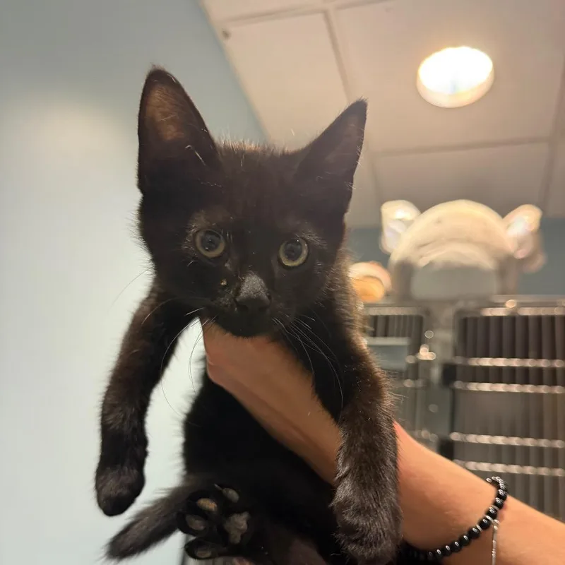 A baby small-sized female Buff / Tan / Fawn Domestic Short Hair cat named Stinky Socks for adoption in Chattanooga, TN