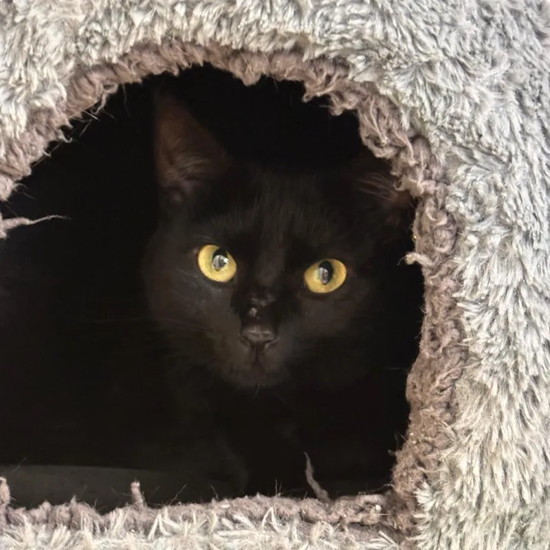 An adult large-sized female Black Domestic Short Hair cat named Ebony for adoption in South Elgin, IL