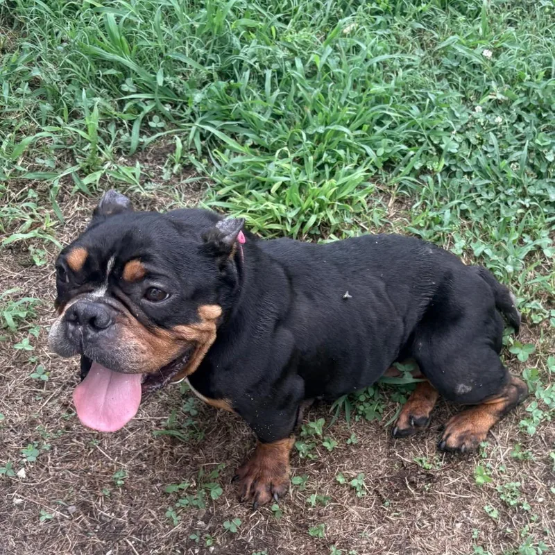 Daisy Mae thumbnail 2
