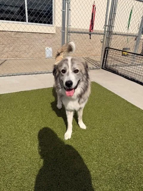 An adult medium-sized male Great Pyrenees dog named Ichabod for adoption in Fayetteville, AR