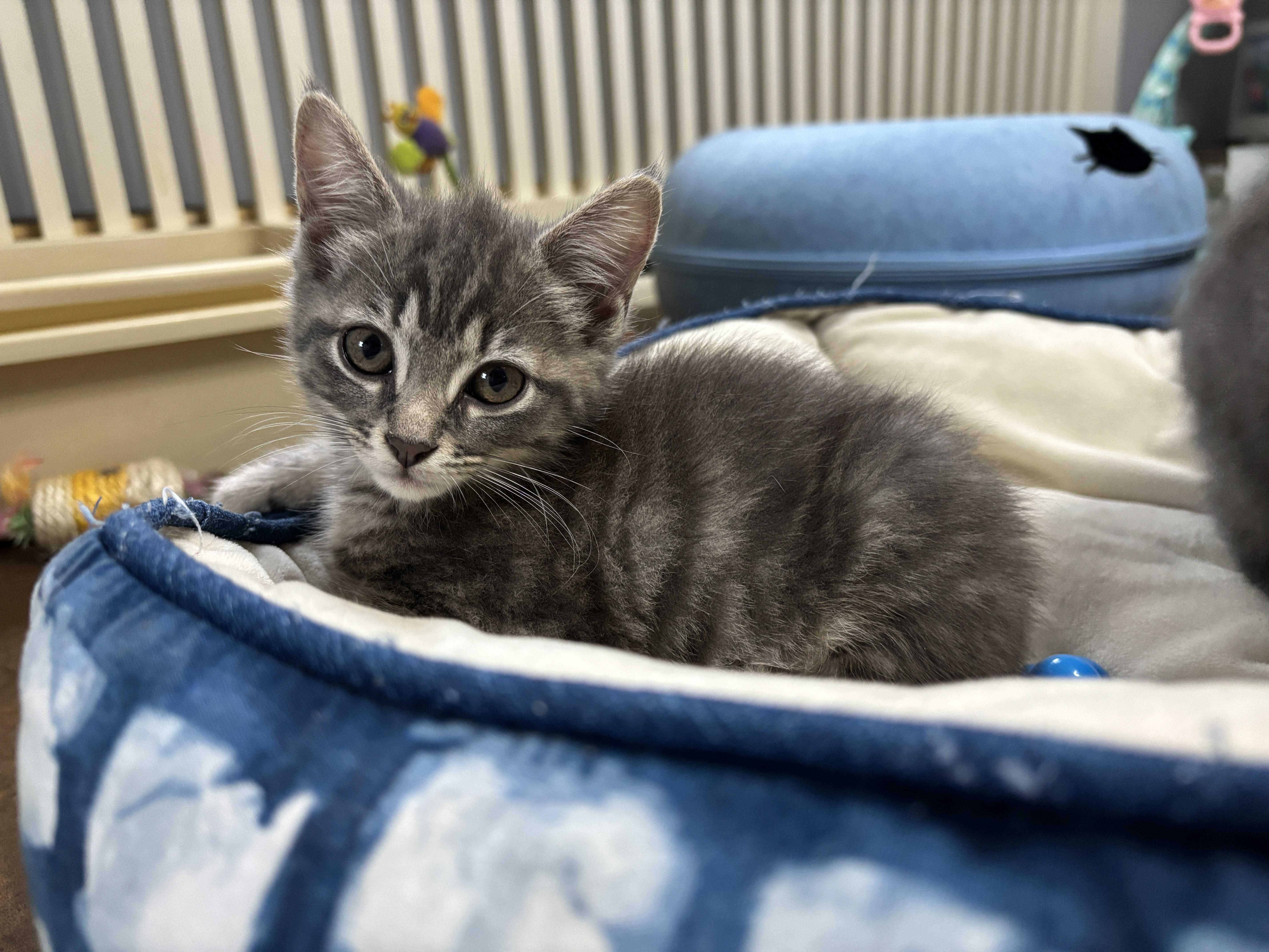 A baby medium-sized female Domestic Medium Hair cat named Paris for adoption in Vineyard Haven, MA