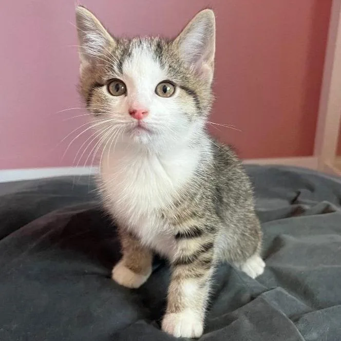 A baby small-sized male Brown / Chocolate Domestic Short Hair cat named Cicada for adoption in Michigan City, IN