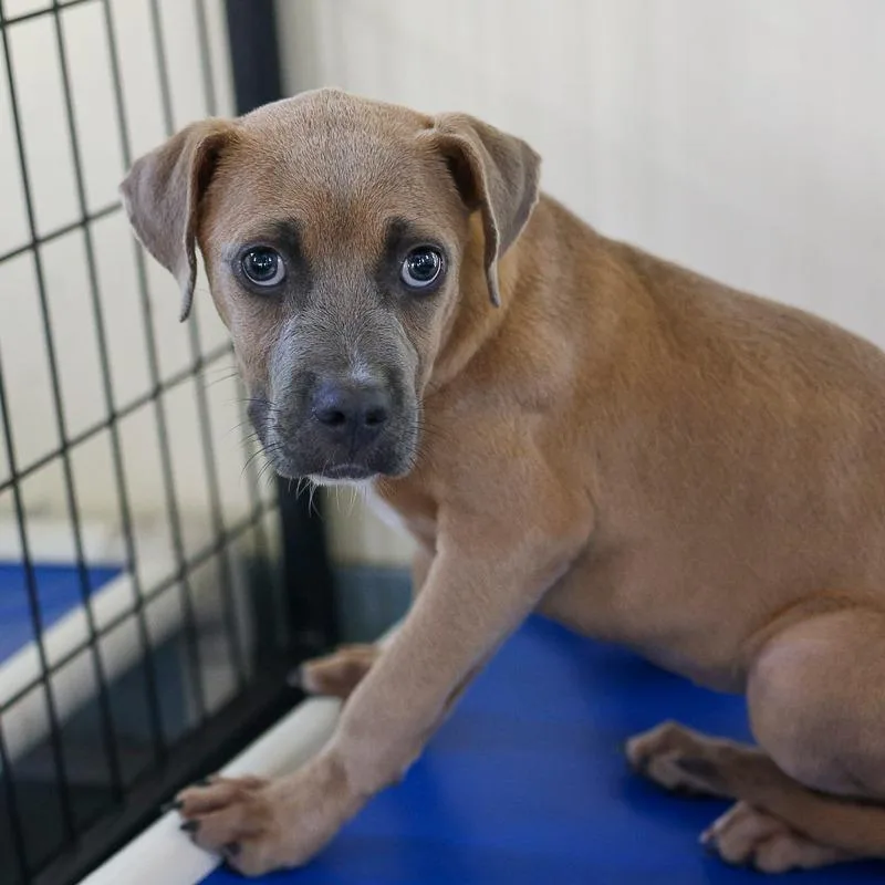 A baby medium-sized female Yellow / Tan / Blond / Fawn Mixed Breed dog named Haven for adoption in Bradenton, FL