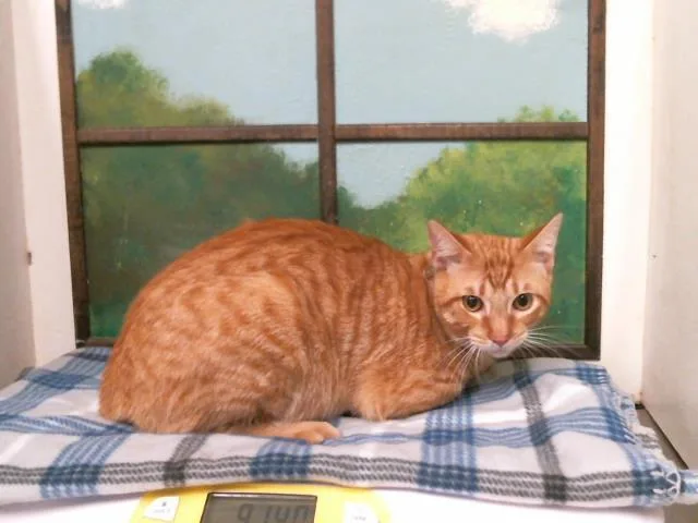 A young small-sized male Domestic Short Hair cat named Tom for adoption in Houston, TX
