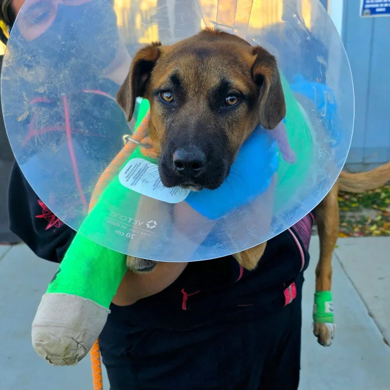 Shamrock thumbnail 2