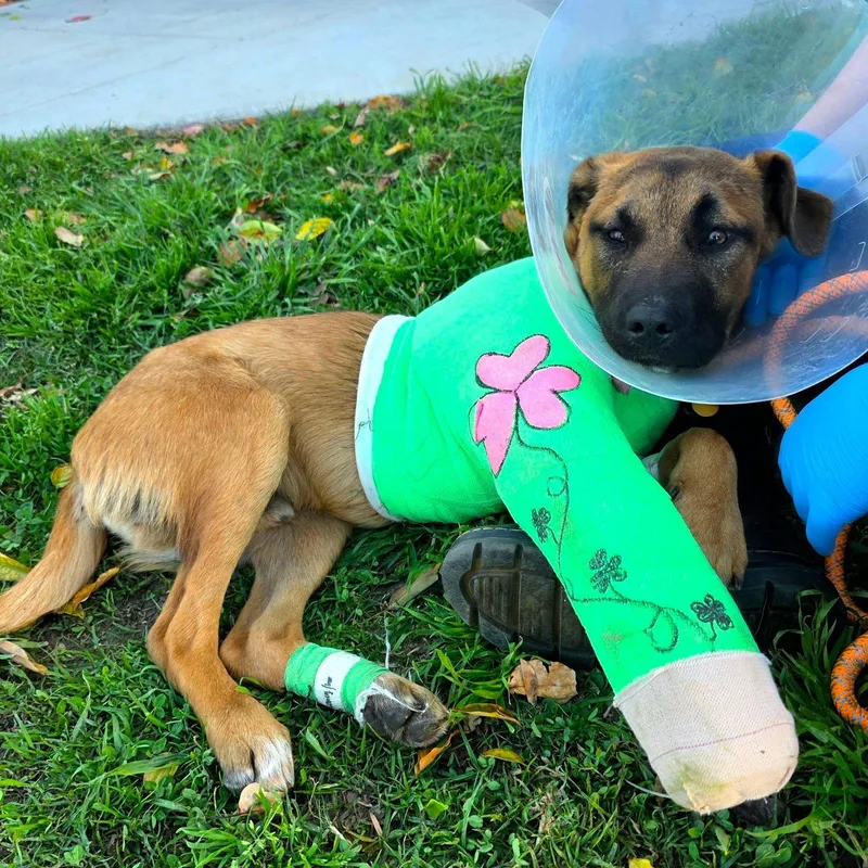 Shamrock thumbnail 3