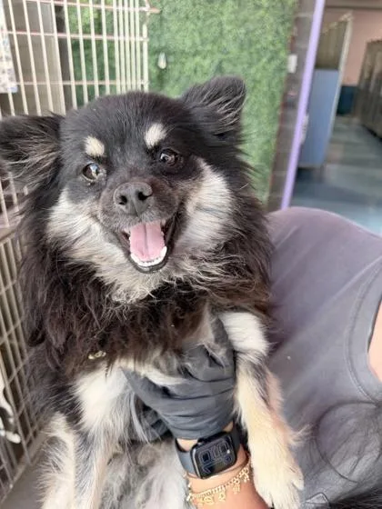 A young small-sized female Black Pomeranian dog named 61081270 for adoption in El Paso, TX