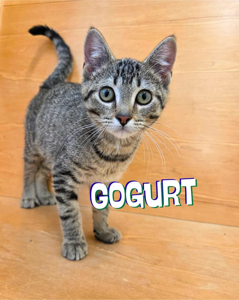 A baby medium-sized female Tabby (Brown / Chocolate) Domestic Short Hair cat named Gogurt for adoption in Nevada, IA
