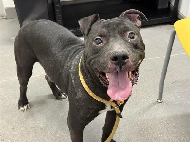 An adult medium-sized male Pit Bull Terrier dog named Blackie for adoption in Mesa, AZ