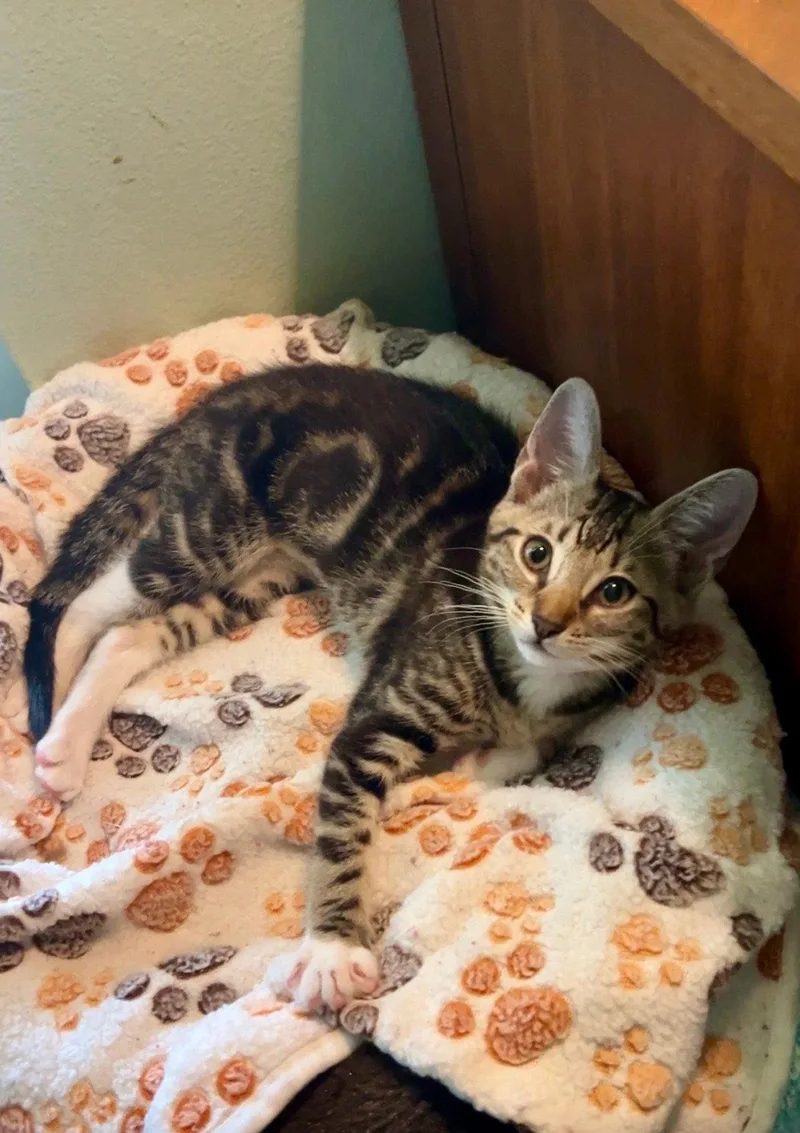 A baby medium-sized female Domestic Short Hair cat named Sirocco for adoption in Orlando, FL