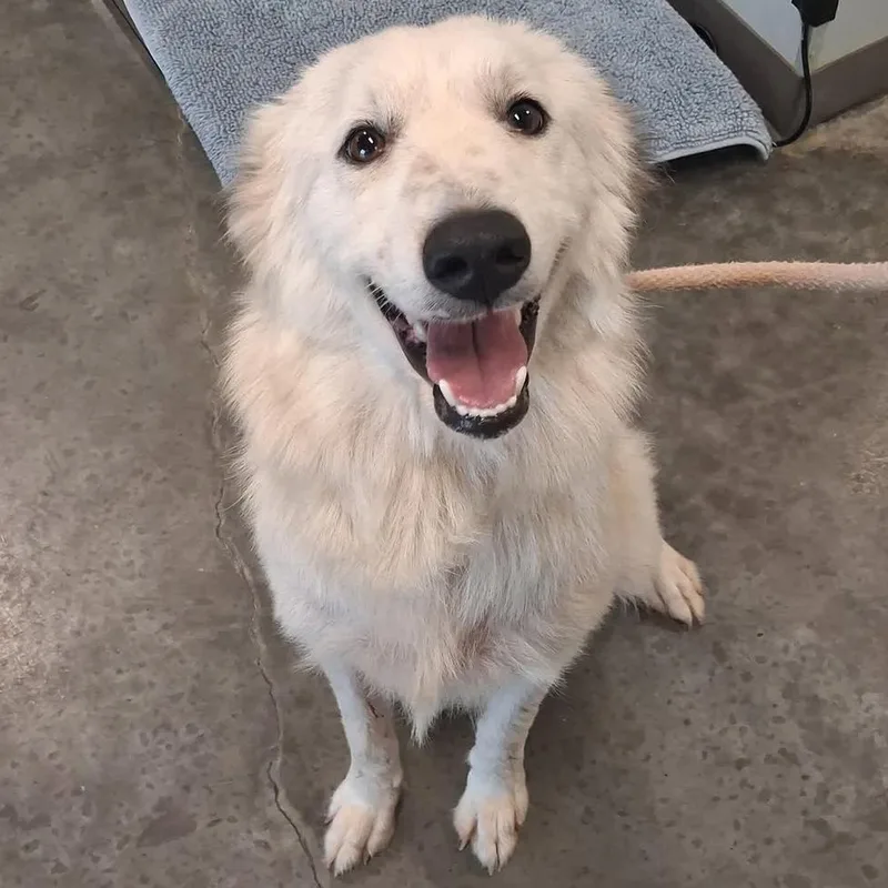 A young large-sized female Great Pyrenees dog named Rosa for adoption in Grand Bay, AL