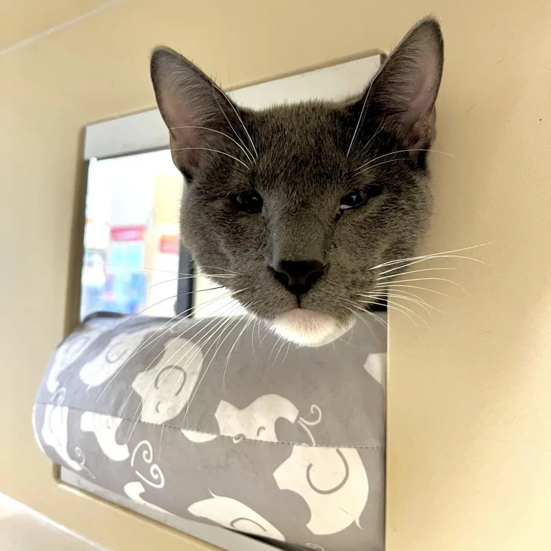 Peter Brady thumbnail 3